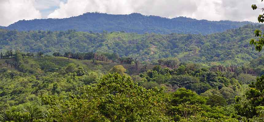 Mys-Teak Products Plantation in Costa Rica