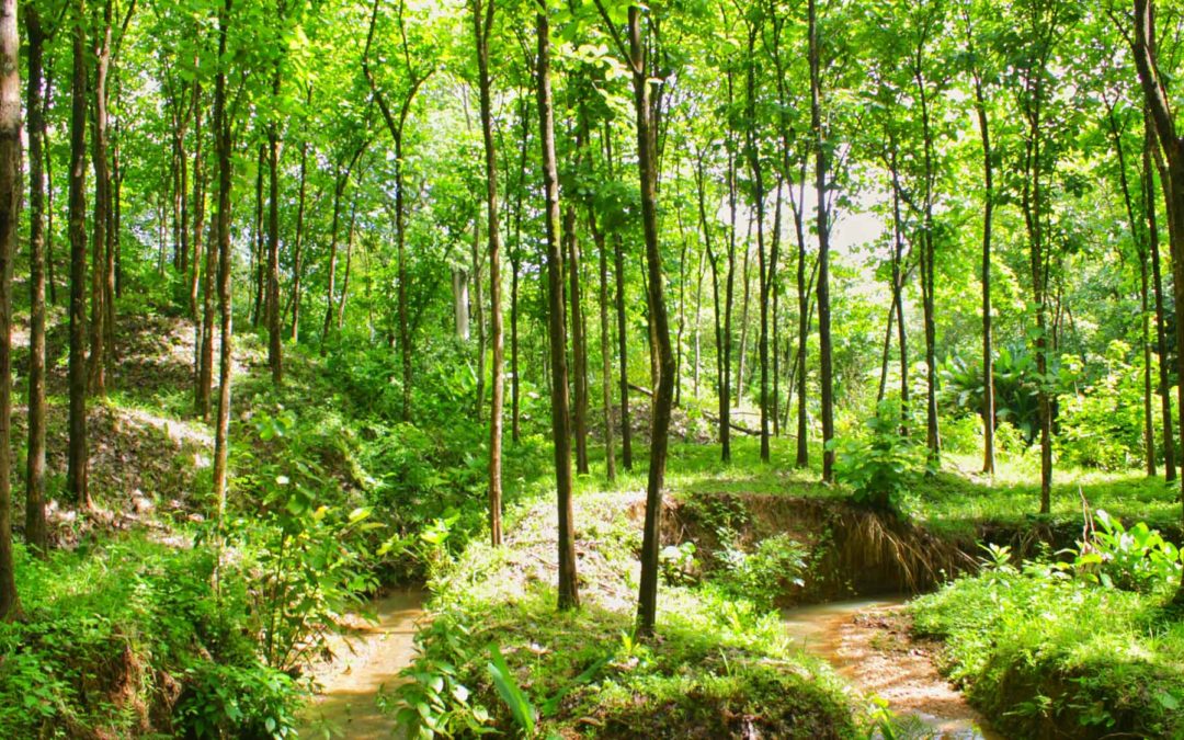 Mys-Teak plantation forest with young teak trees